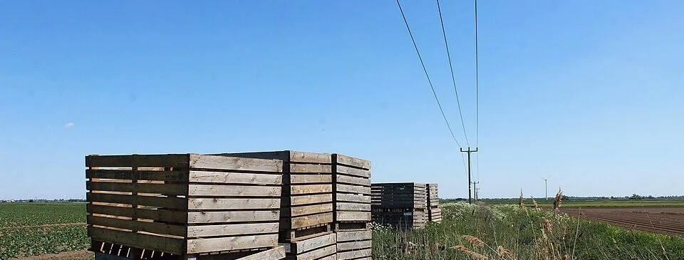Empty wooden harvest crates stacked in a field, power lines overhead.
